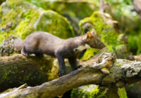 wild-european-pine-marten-standing-on-a-forest-ste-2022-10-11-19-52-43-utc-1024x683